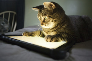 Even cats are using the mobile web. 
