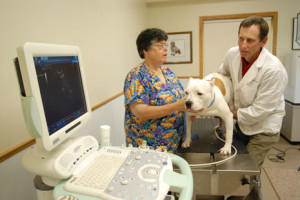 using veterinary referral hospitals are good for your practice