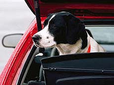 Dog Traveling in Car