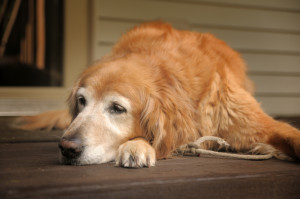 Pets are living longer, creating many opportunities to distinguish your practice as an expert in their care and comfort.