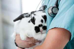 Mid Section Of Male Veterinarian Doctor Carrying A Rabbit
