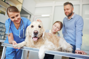 Labrador dog lying on table in vet clinic with doctor near by