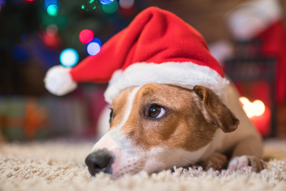8 Veterinary Marketing Tips to Boost Business This Holiday Season ...