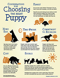 Choosing the Right Puppy infographic