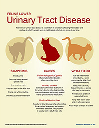 Feline Lower Urinary Tract Disease infographic