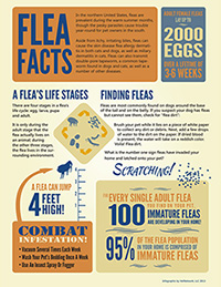 Flea Facts infographic