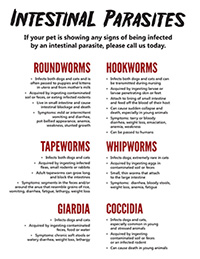 Intestinal Parasites infographic