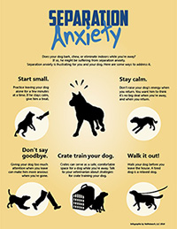 Separation Anxiety infographic