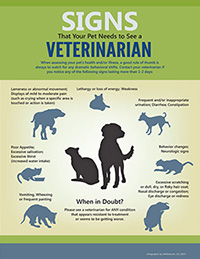 Should You See The Vet infographic
