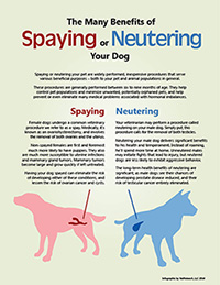 Spays & Neuters infographic
