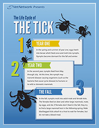 Tick Life Cycle infographic
