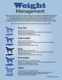Weight Management infographic
