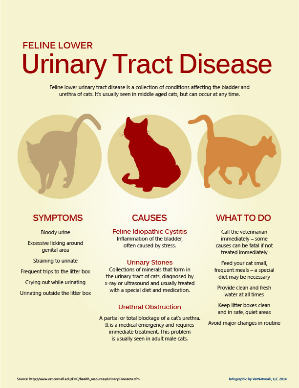 feline urinary tract infection symptoms – urinary tract infection