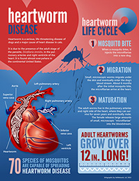 Heartworm Disease infographic